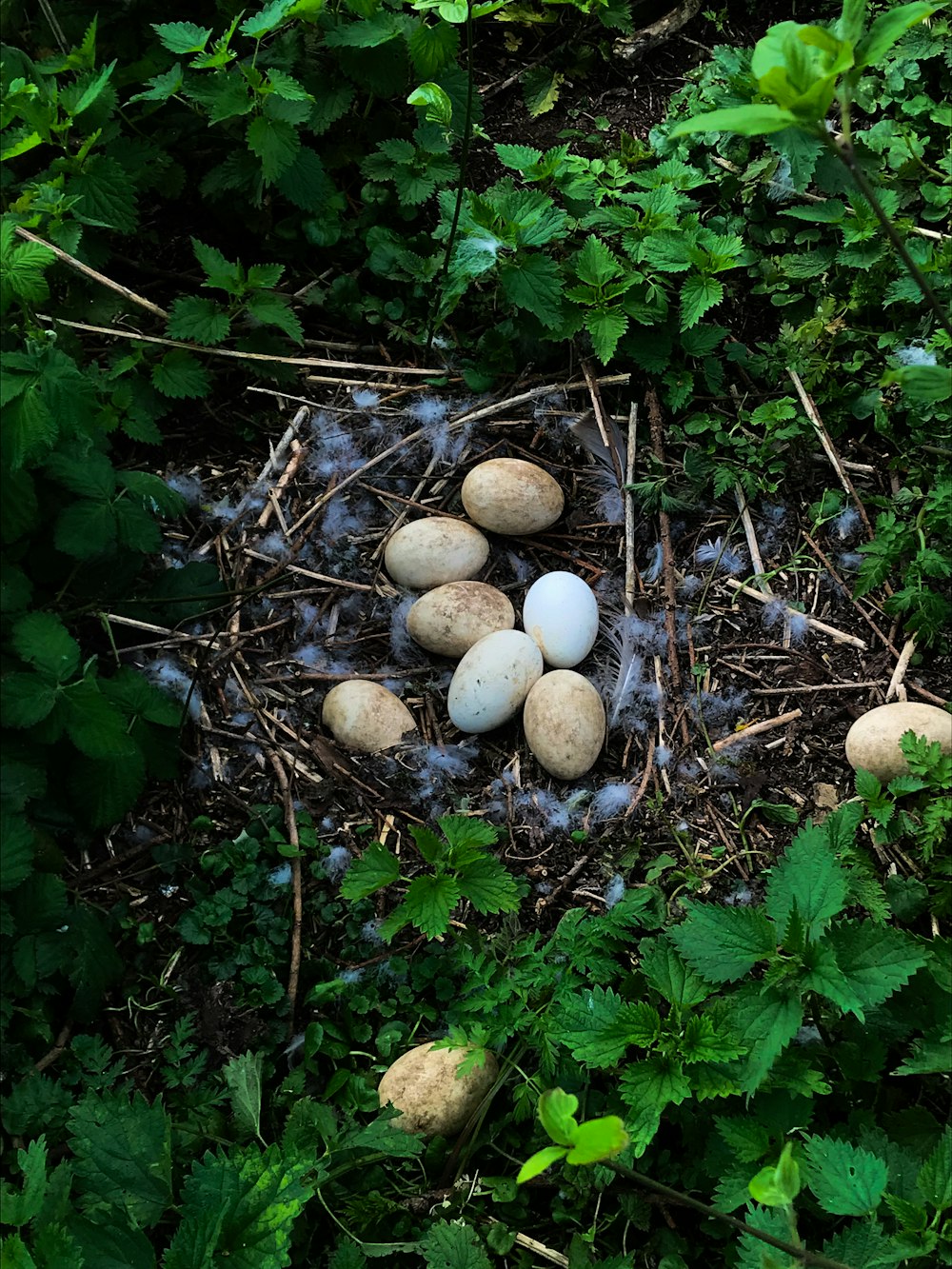 Un gruppo di uova sedute in cima a un suolo della foresta