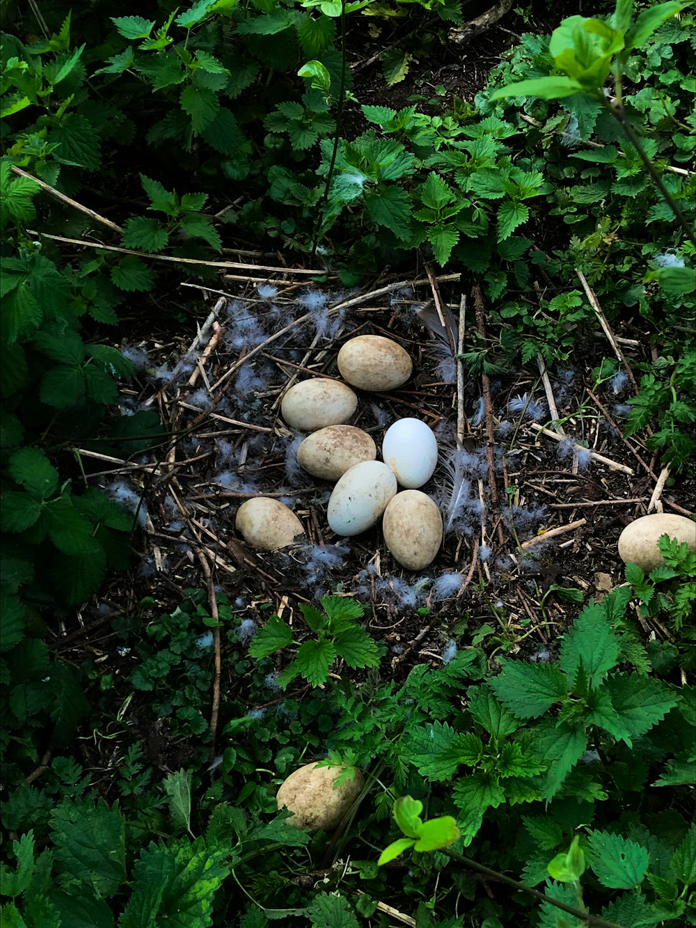 um grupo de ovos sentados em cima de um chão de floresta