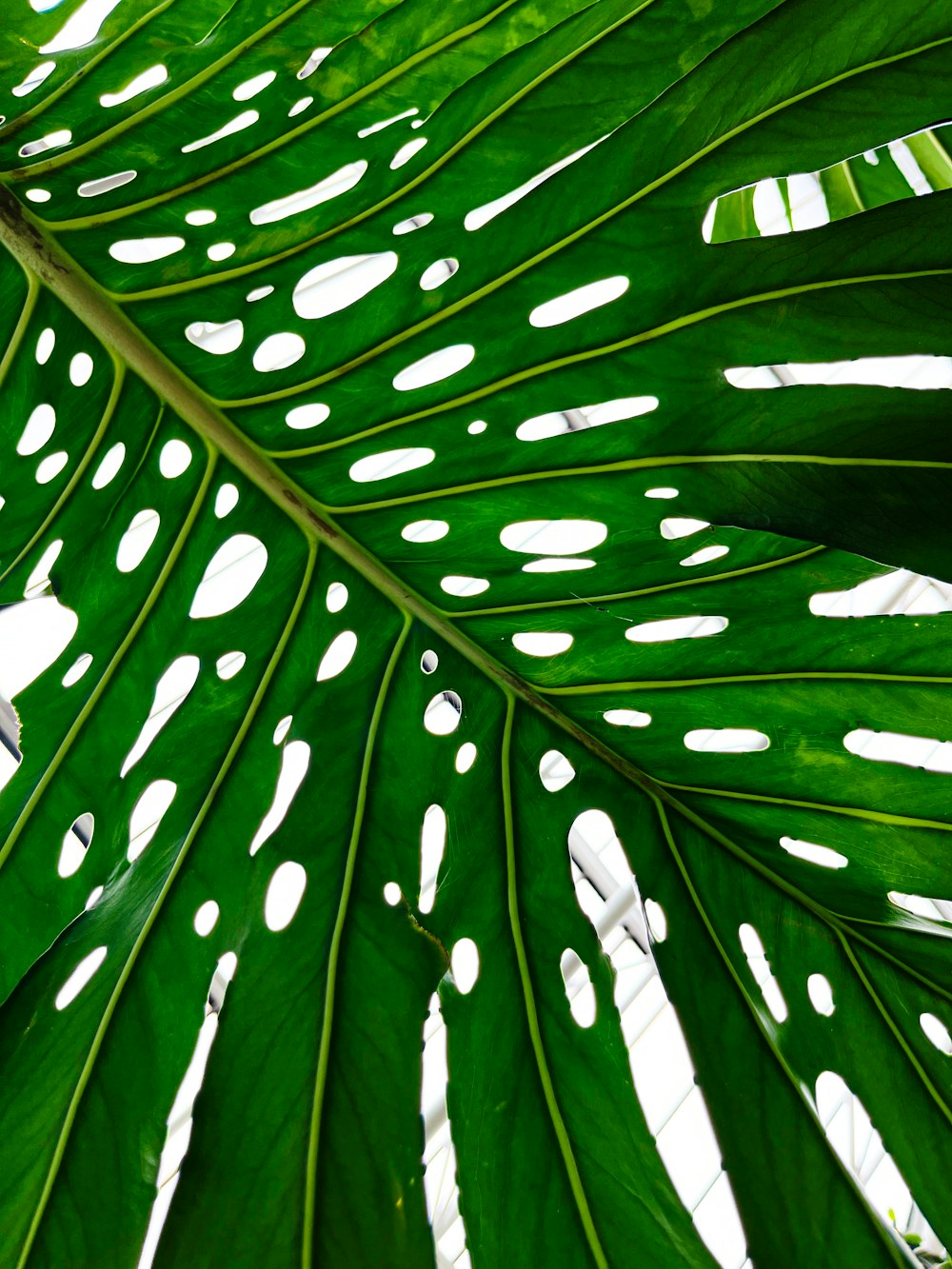 a large green leaf with white spots on it