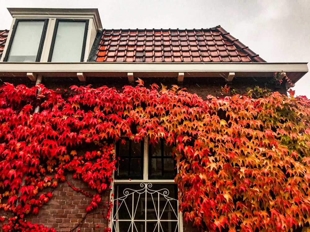 Un bâtiment couvert de beaucoup de feuilles rouges