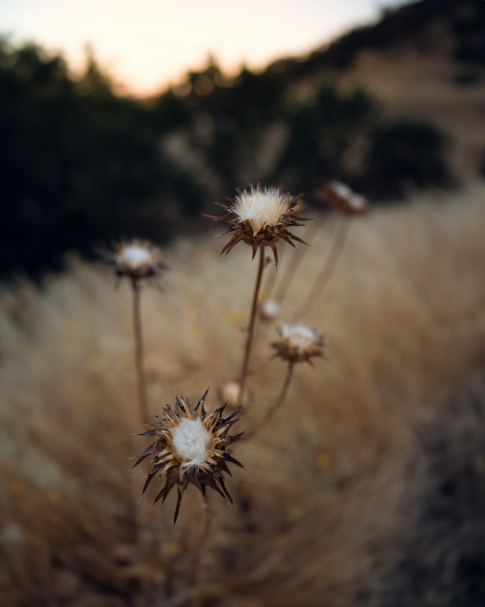 a close up of a flower in a field