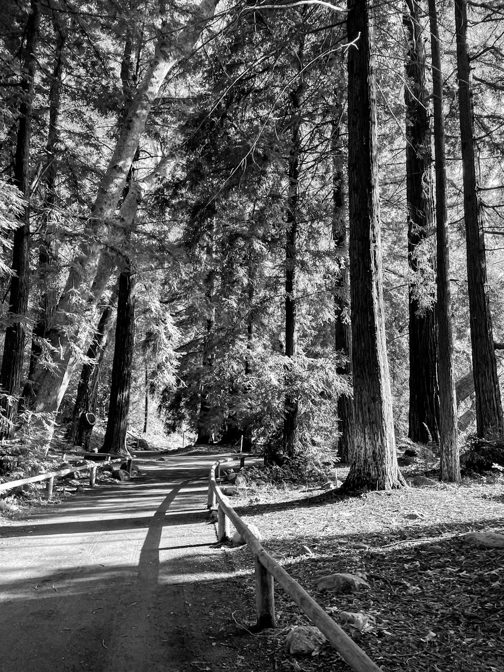 a black and white photo of a path in the woods