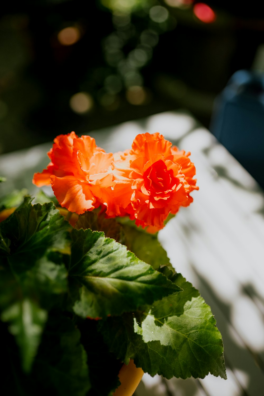 a close up of a flower in a pot