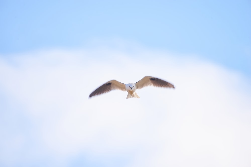 a seagull flying in the sky with its wings spread