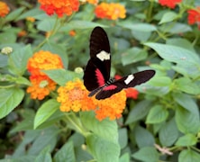 A fully transformed butterfly with green and black wings resting on a white flower, embodying new life and hope.