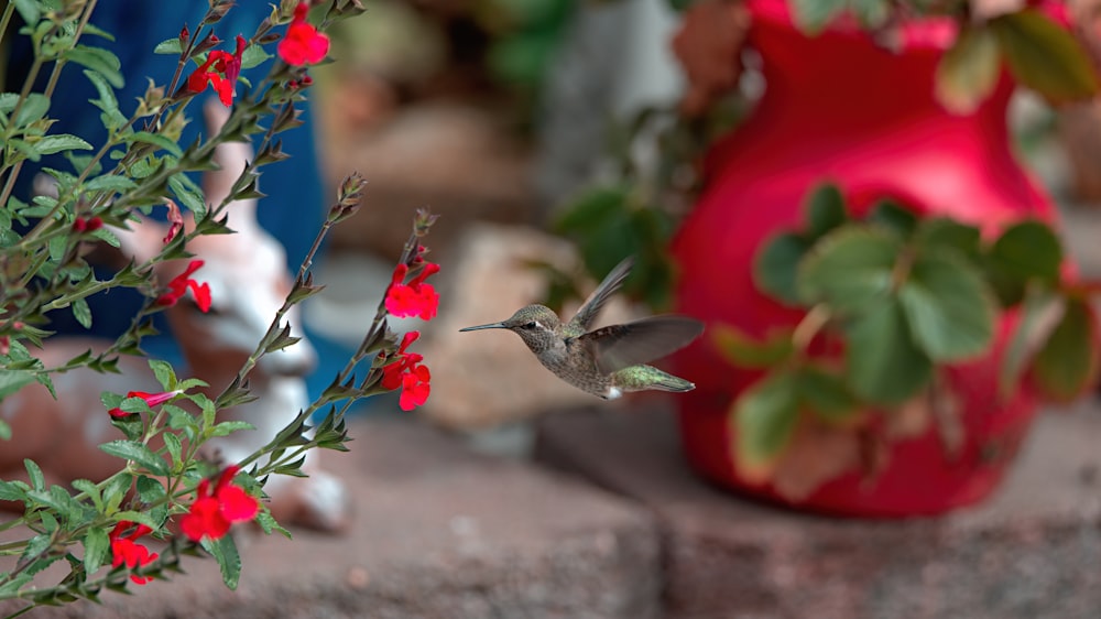 a hummingbird flying past a red vase with red flowers