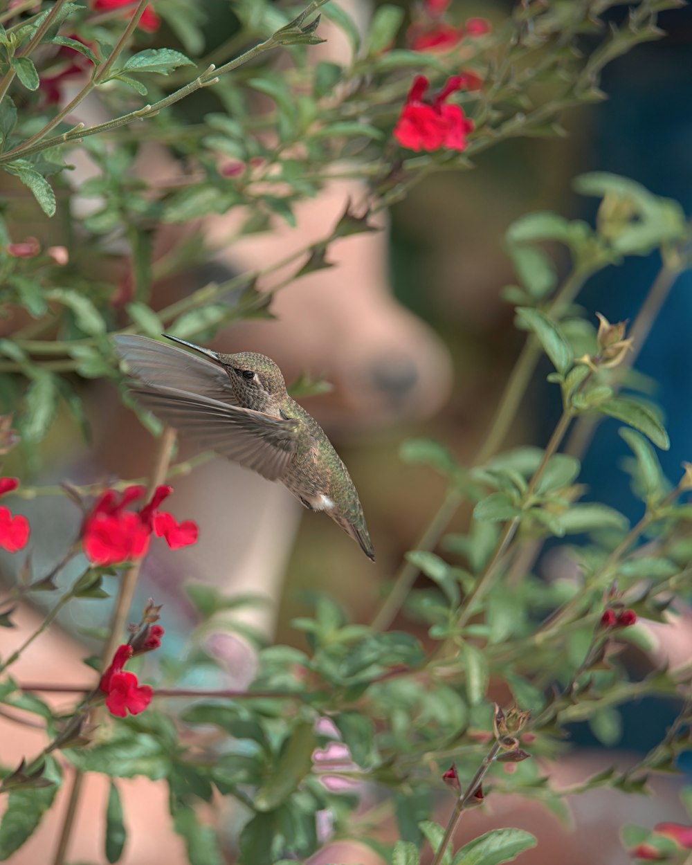 a hummingbird flying over a bush with red flowers