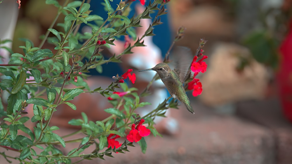 a hummingbird hovering over red flowers in a garden