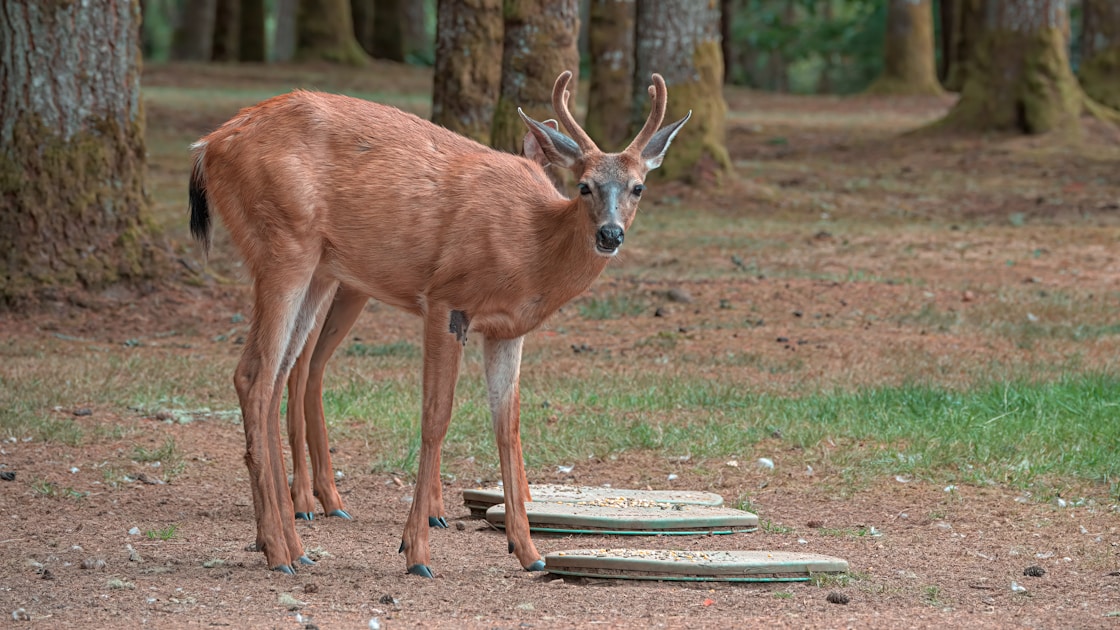 Hunter in tree using mobile saddle setup in hardwood forest during fall