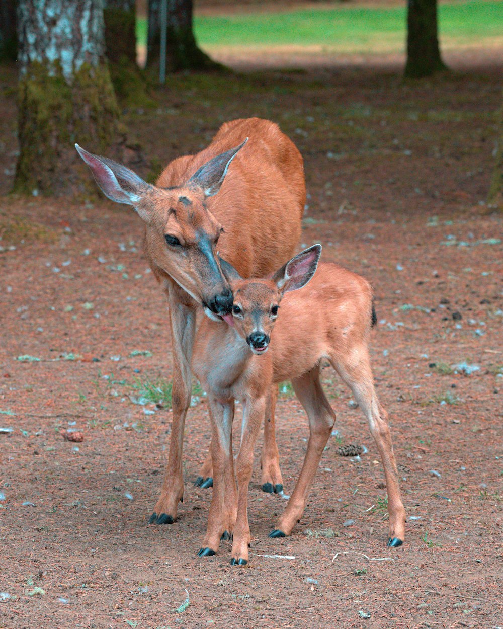 a baby deer standing next to an adult deer