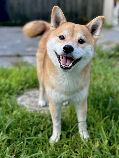 a brown and white dog standing on top of a lush green field