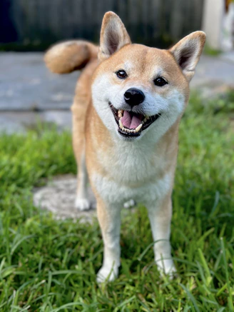 a brown and white dog standing on top of a lush green field
