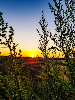 Sunset view over a cocoa plantation with workers harvesting in the distance.