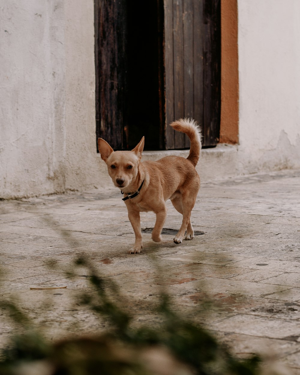 a small brown dog standing in front of a door