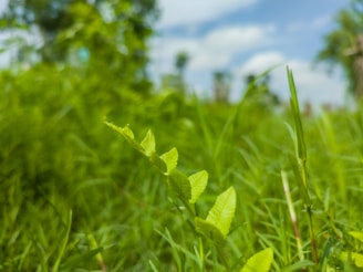 Close-up of a lush green field available for sale.