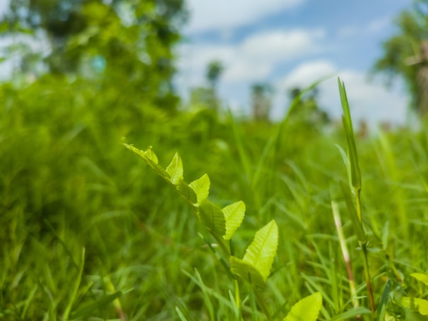 Close-up of a lush green field available for sale.