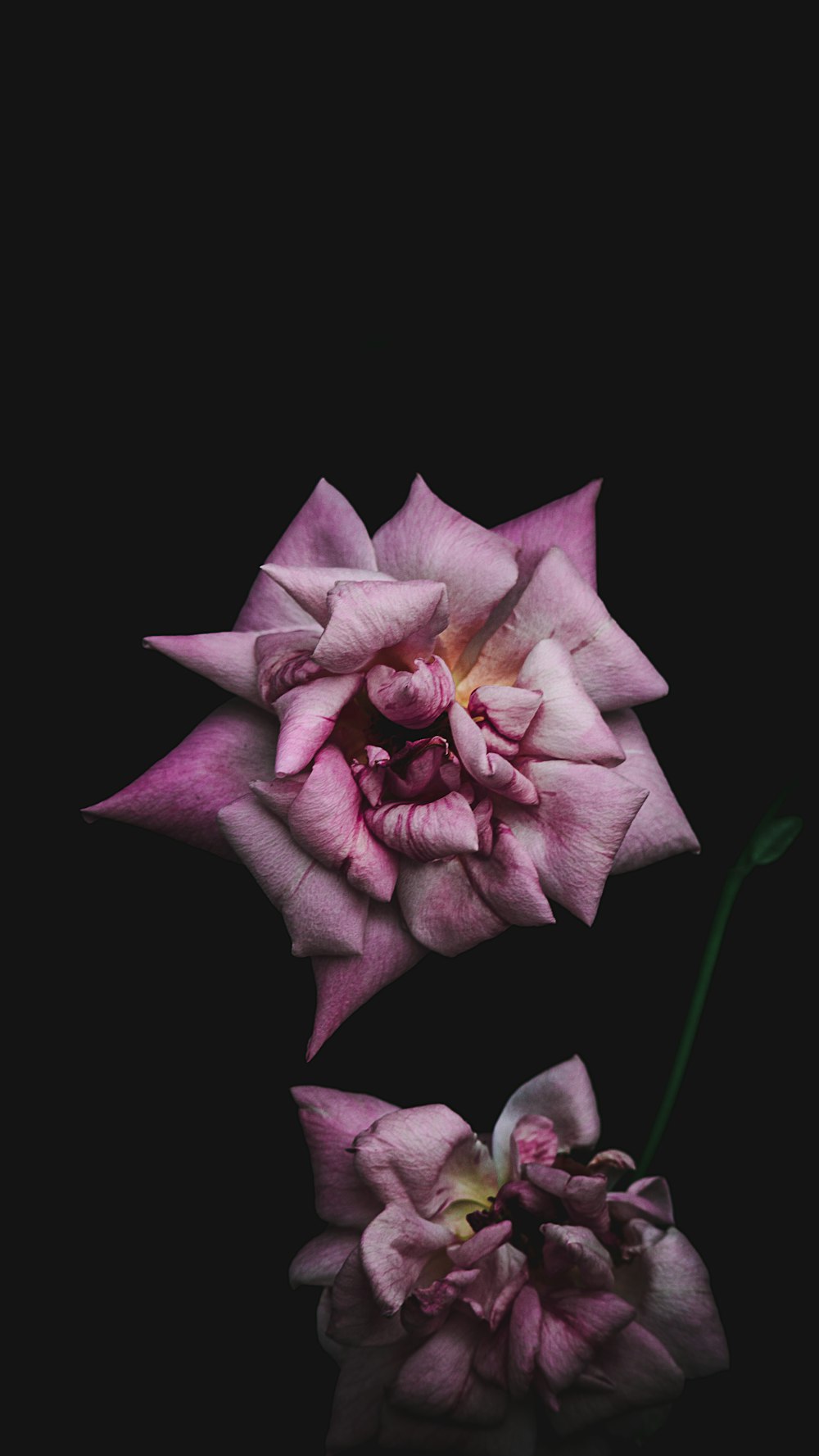 two pink flowers on a black background