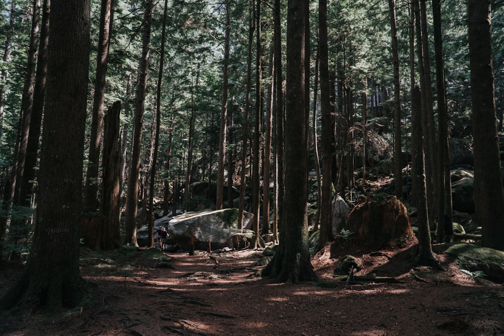 a forest filled with lots of tall trees