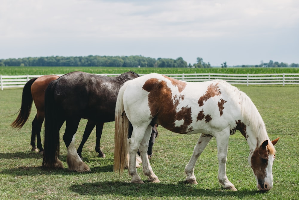 a couple of horses that are standing in the grass