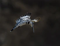 Dynamic action shot of a Hatch Grey bird launching a swift, precise attack.
