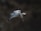 A black and white bird is captured mid-flight with its wings spread wide and its head pointed downward as if diving. The background is a soft, out-of-focus dark green, creating a contrast that highlights the bird.