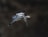 A black and white bird is captured mid-flight with its wings spread wide and its head pointed downward as if diving. The background is a soft, out-of-focus dark green, creating a contrast that highlights the bird.