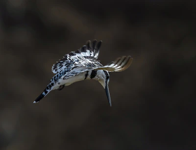 Dynamic action shot of a Hatch Grey bird launching a swift, precise attack.