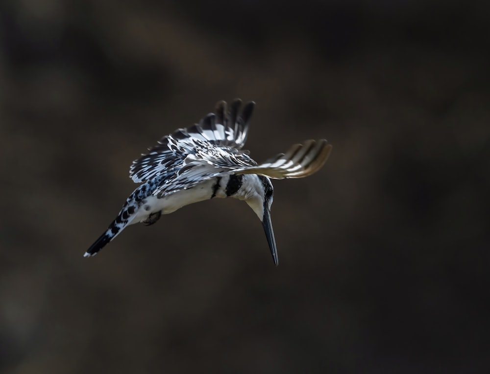 a bird flying through the air with it's wings spread