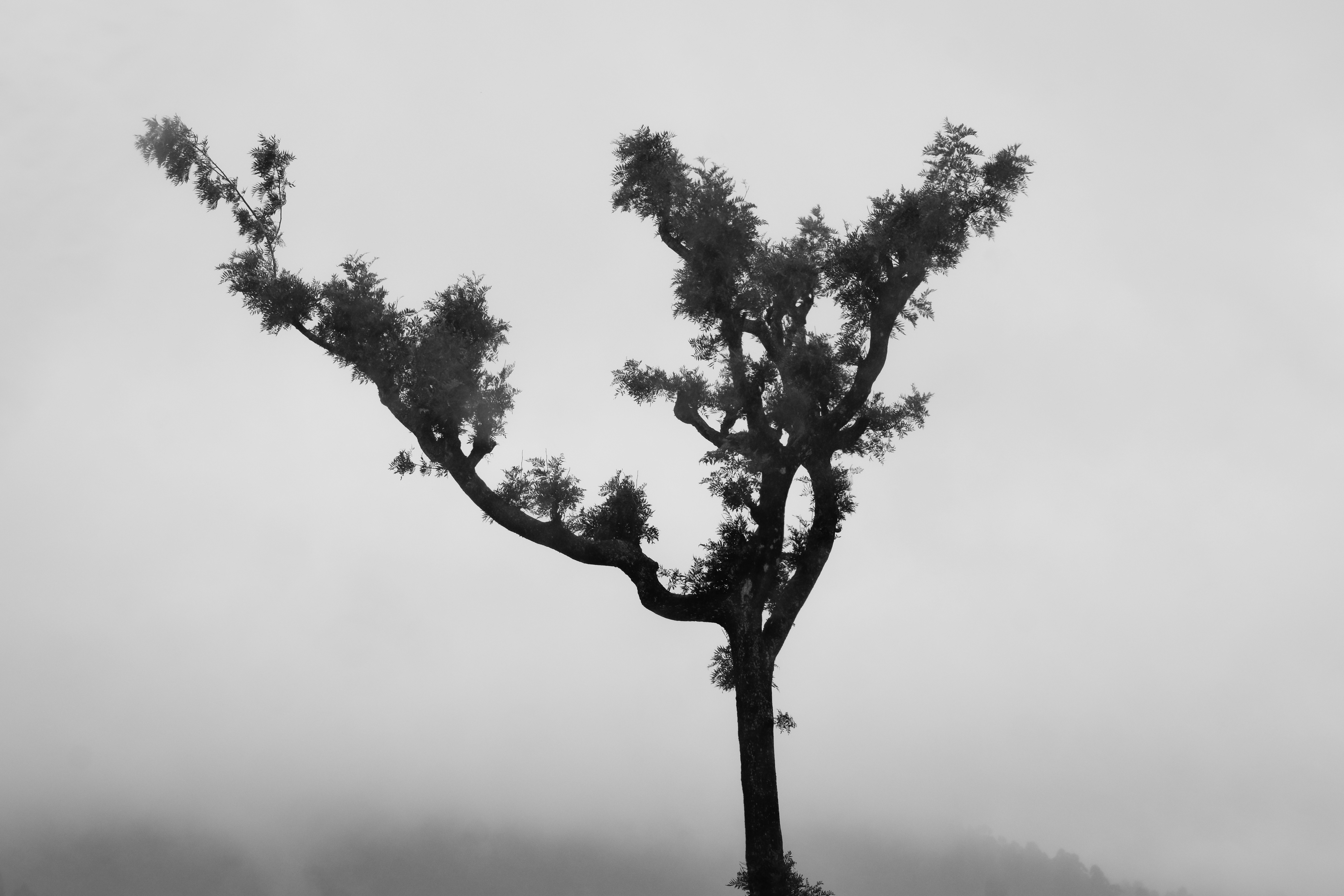 Photo by pavantirumani