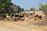 A rural scene depicting a cattle farm with numerous cows of different colors resting or standing on a sandy ground. There are makeshift wooden structures around, and some cows are tied to them. Trees provide partial shade and are visible mainly at the edges and background. A brick building with openings is located in the background, and there's a mix of healthy green foliage and bare trees visible.