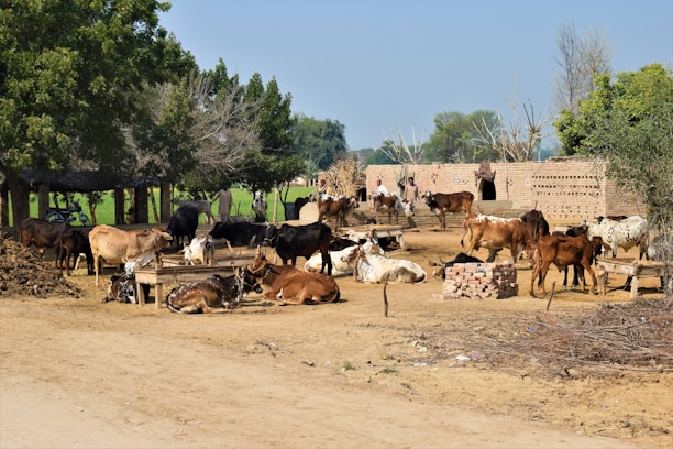 A vibrant farm scene showing healthy cattle and poultry feeding on fresh feed.