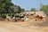 A rural scene depicting a cattle farm with numerous cows of different colors resting or standing on a sandy ground. There are makeshift wooden structures around, and some cows are tied to them. Trees provide partial shade and are visible mainly at the edges and background. A brick building with openings is located in the background, and there's a mix of healthy green foliage and bare trees visible.