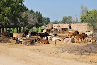 A rural scene depicting a cattle farm with numerous cows of different colors resting or standing on a sandy ground. There are makeshift wooden structures around, and some cows are tied to them. Trees provide partial shade and are visible mainly at the edges and background. A brick building with openings is located in the background, and there's a mix of healthy green foliage and bare trees visible.