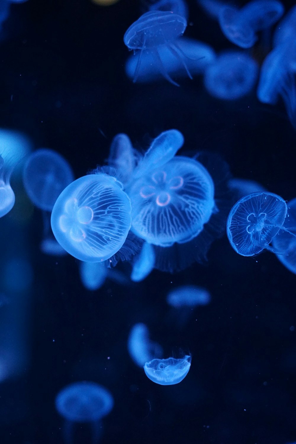 a group of jellyfish swimming in a tank