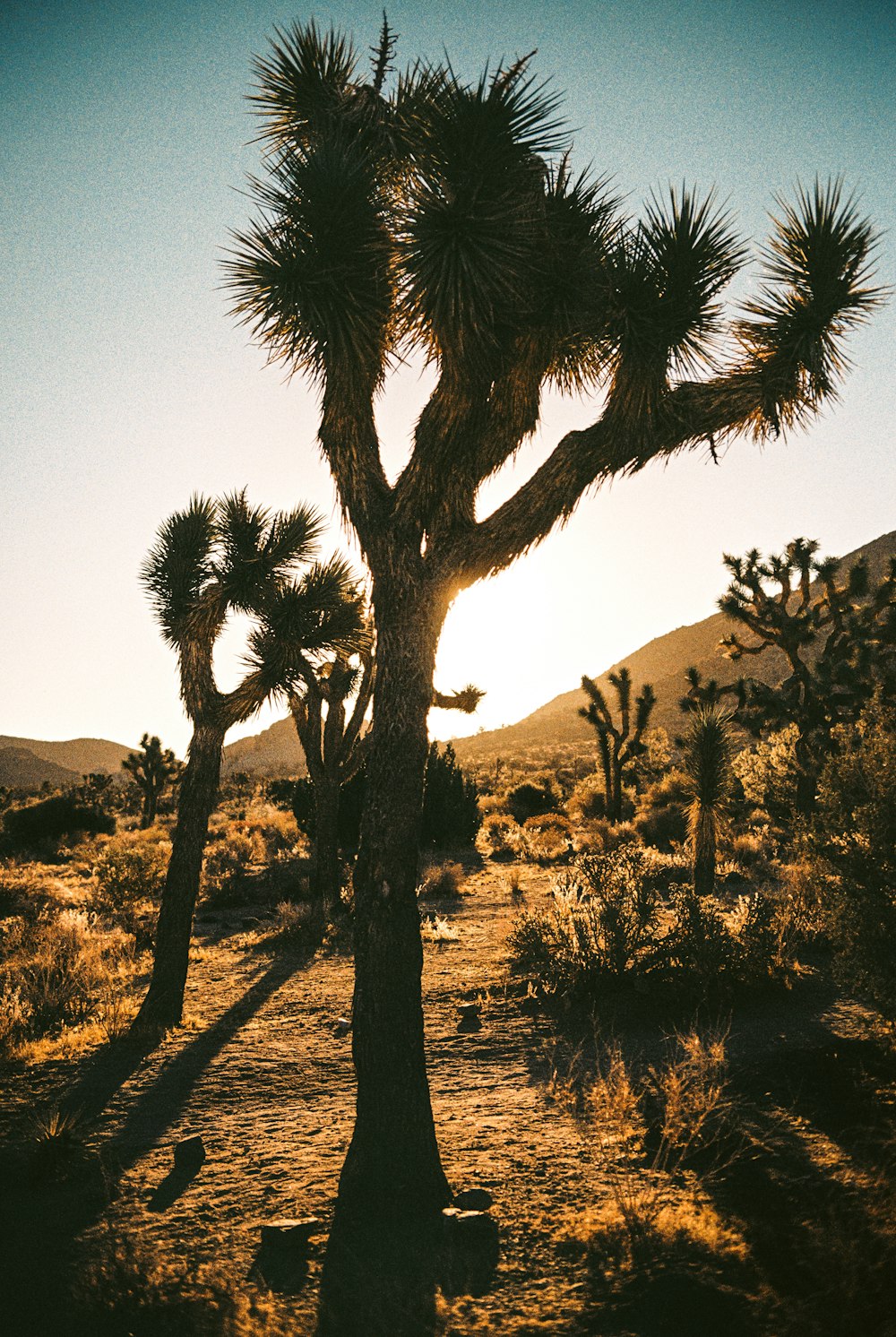 a joshua tree in the desert at sunset