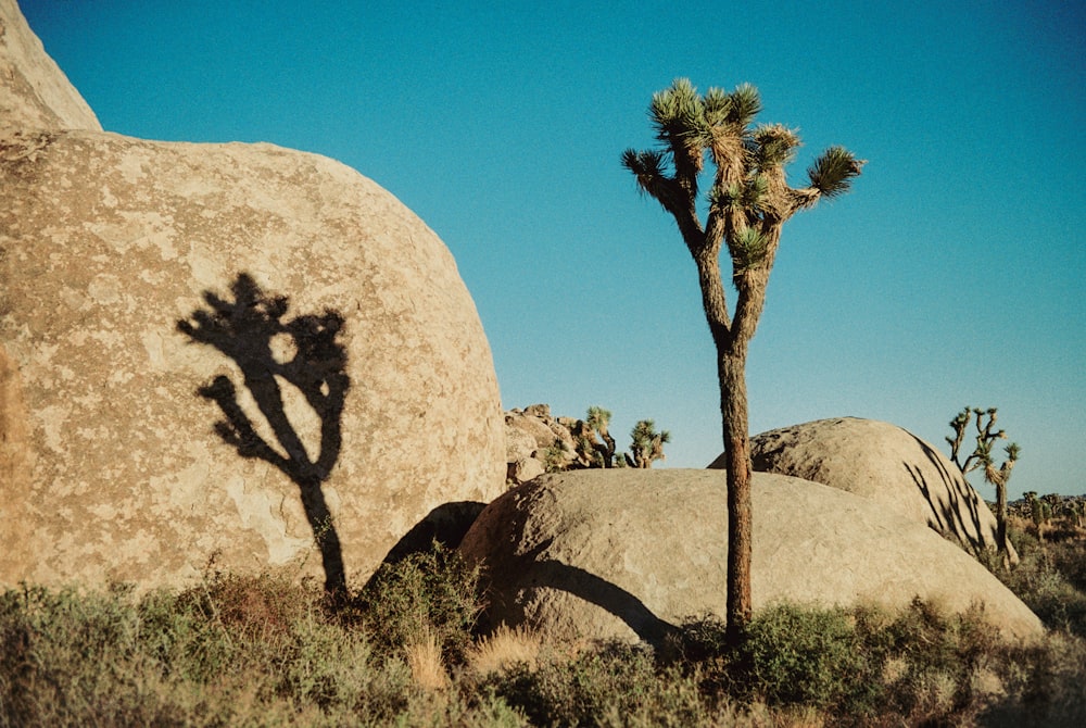 a lone tree casts a shadow on a rock