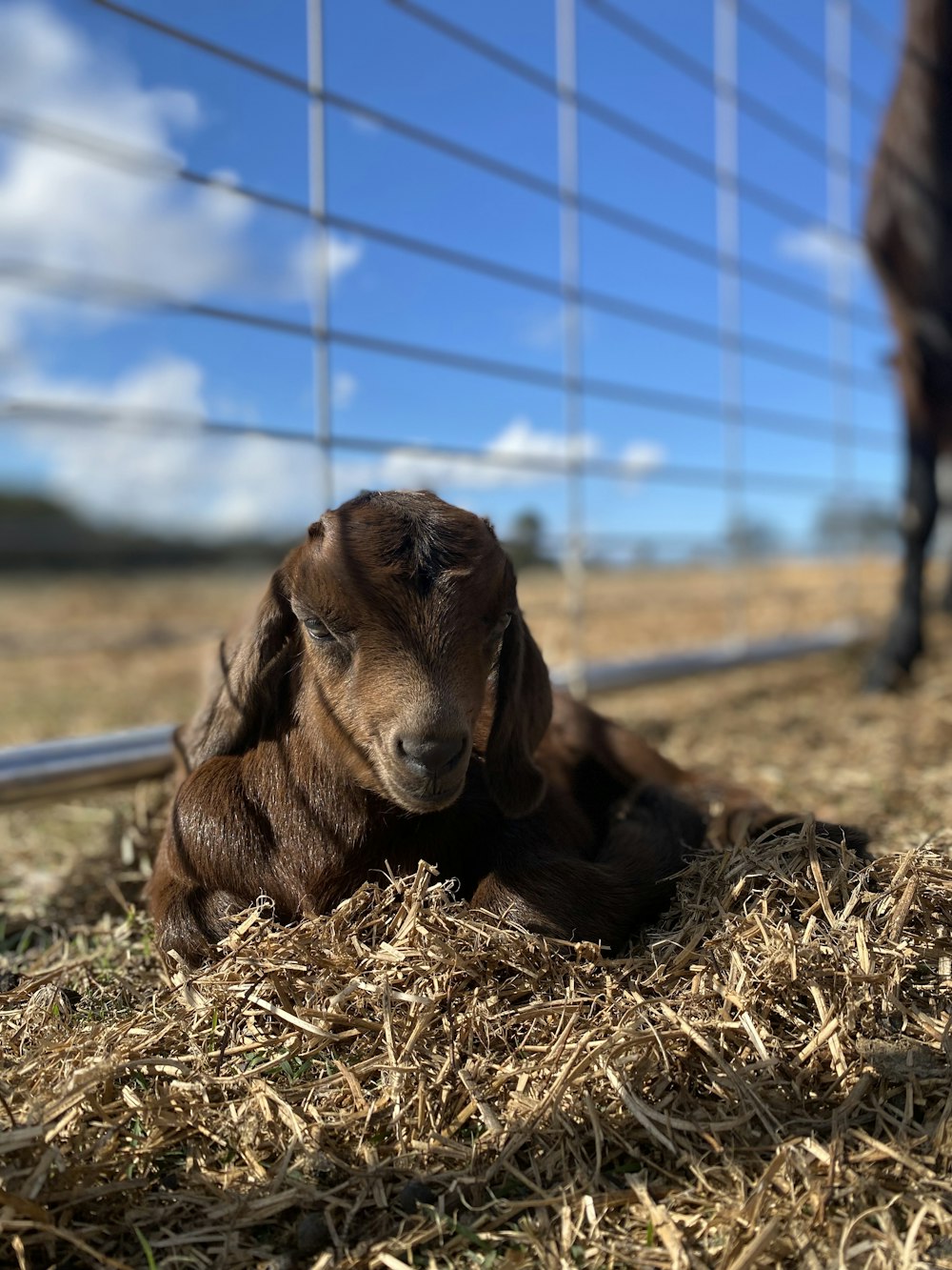 a brown goat laying on top of dry grass