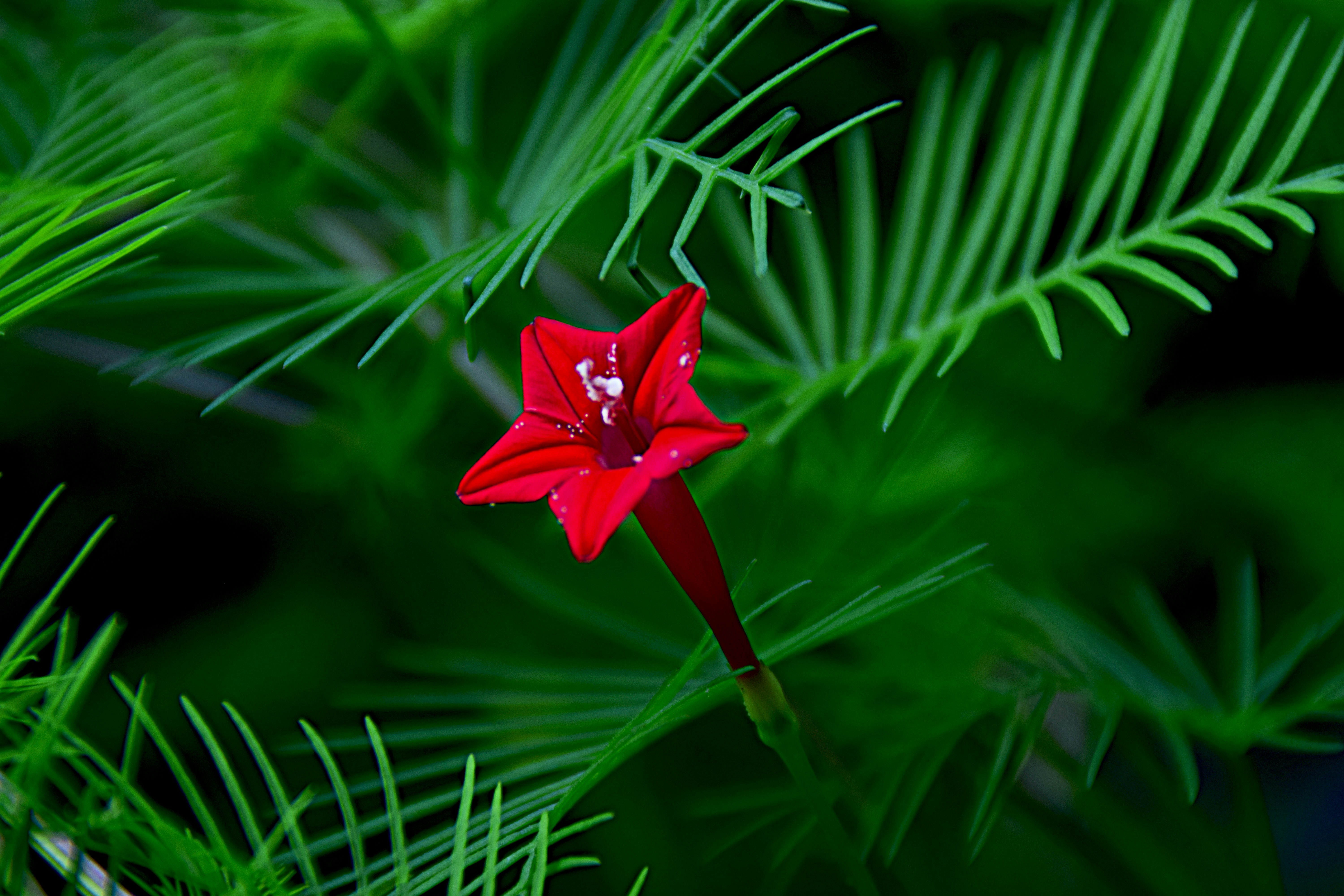 a red flower sitting on top of a green plant