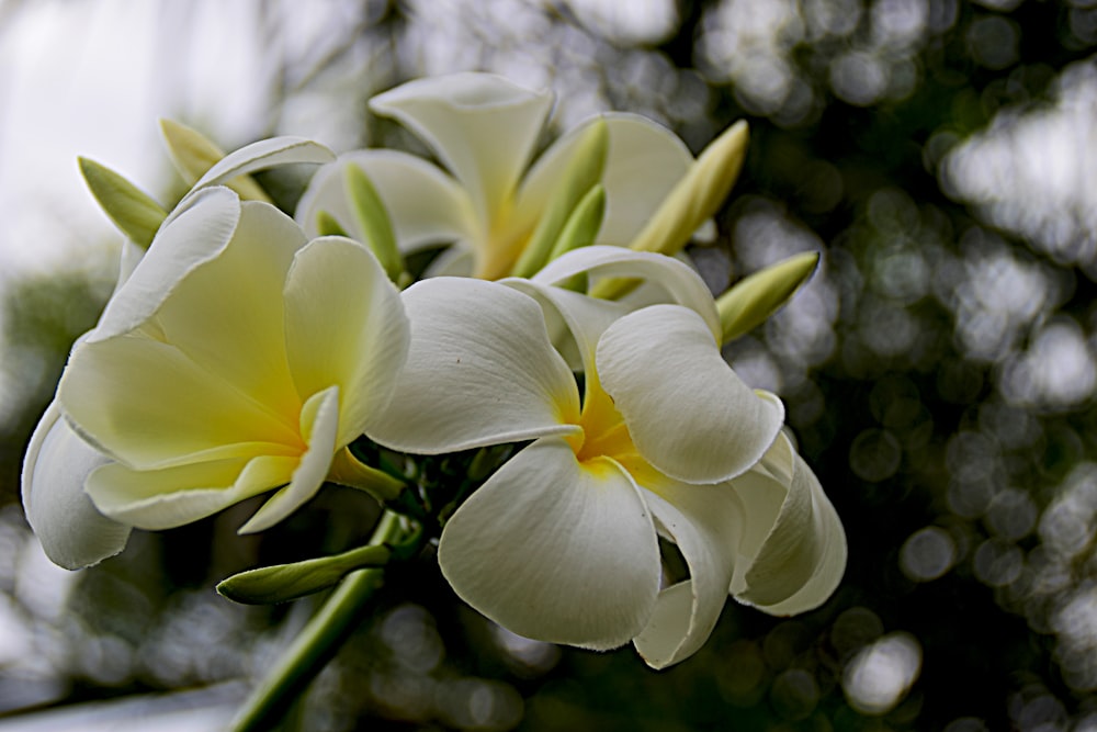 a bunch of white and yellow flowers in a vase