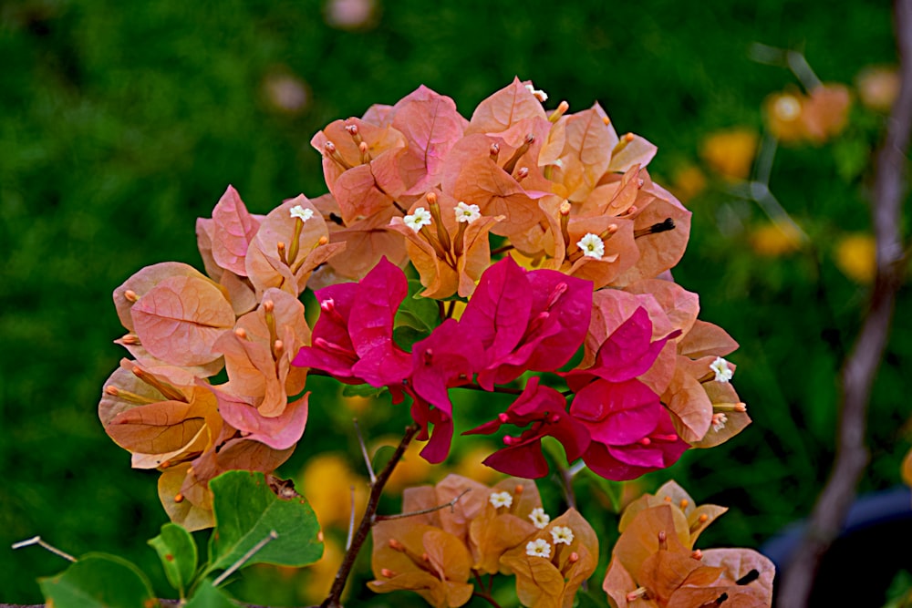 un bouquet de fleurs qui sont dans l’herbe