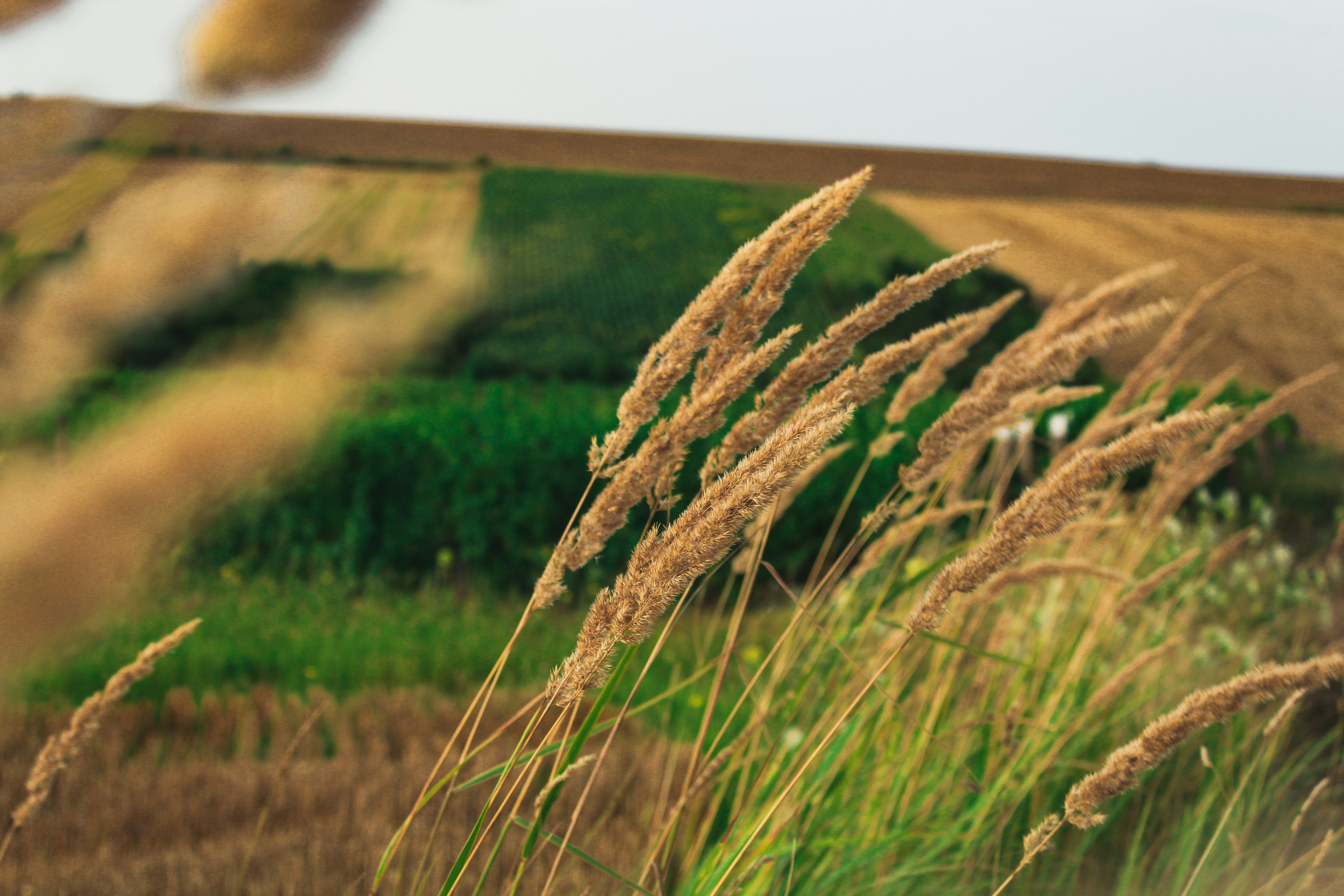 a field of tall grass with a house in the background, 