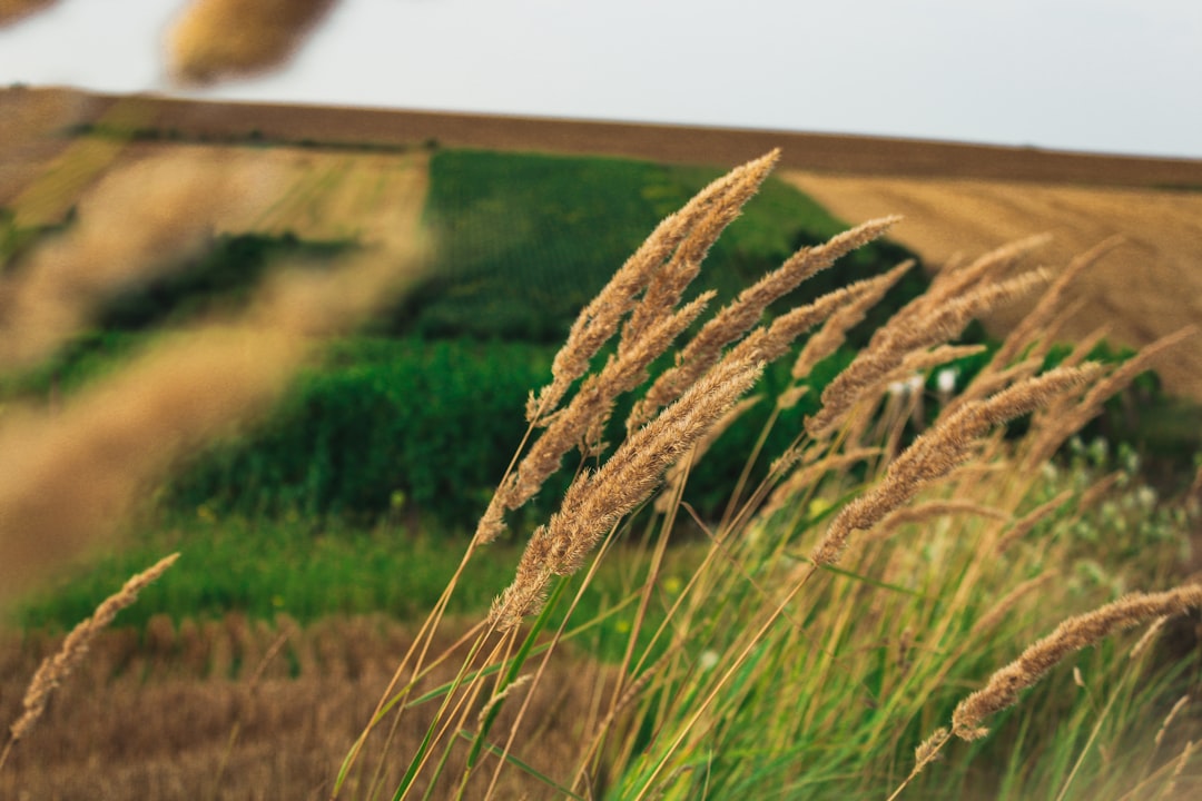 a field of tall grass with a house in the background,