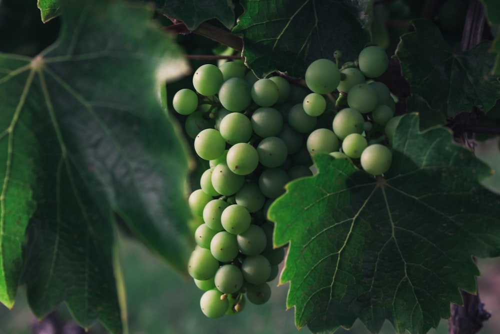 a bunch of green grapes hanging from a tree