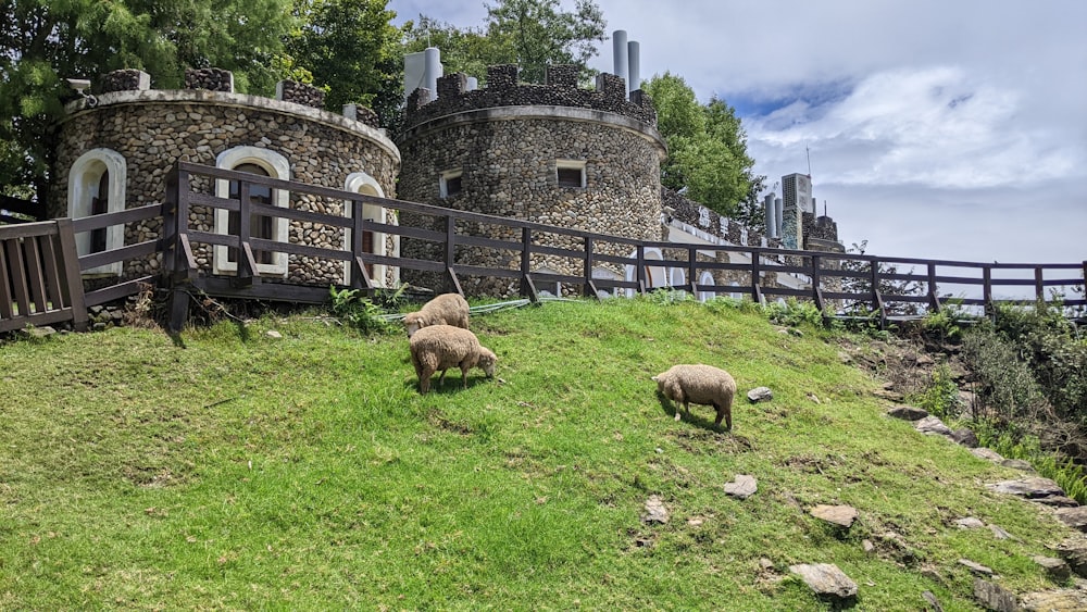 sheep graze on grass near a stone building