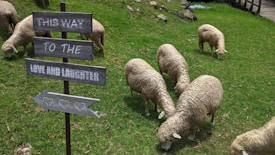 A group of sheep grazes on lush green grass in a pastoral setting. Nearby, a rustic wooden sign points toward 'Love and Laughter' with a playful arrow decorated with heart symbols. The scene suggests a peaceful, idyllic countryside.