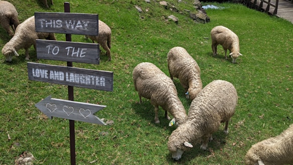 A group of sheep grazes on lush green grass in a pastoral setting. Nearby, a rustic wooden sign points toward 'Love and Laughter' with a playful arrow decorated with heart symbols. The scene suggests a peaceful, idyllic countryside.