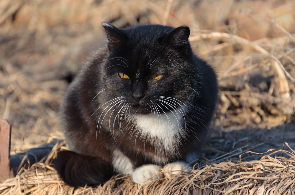 a black and white cat sitting on top of dry grass