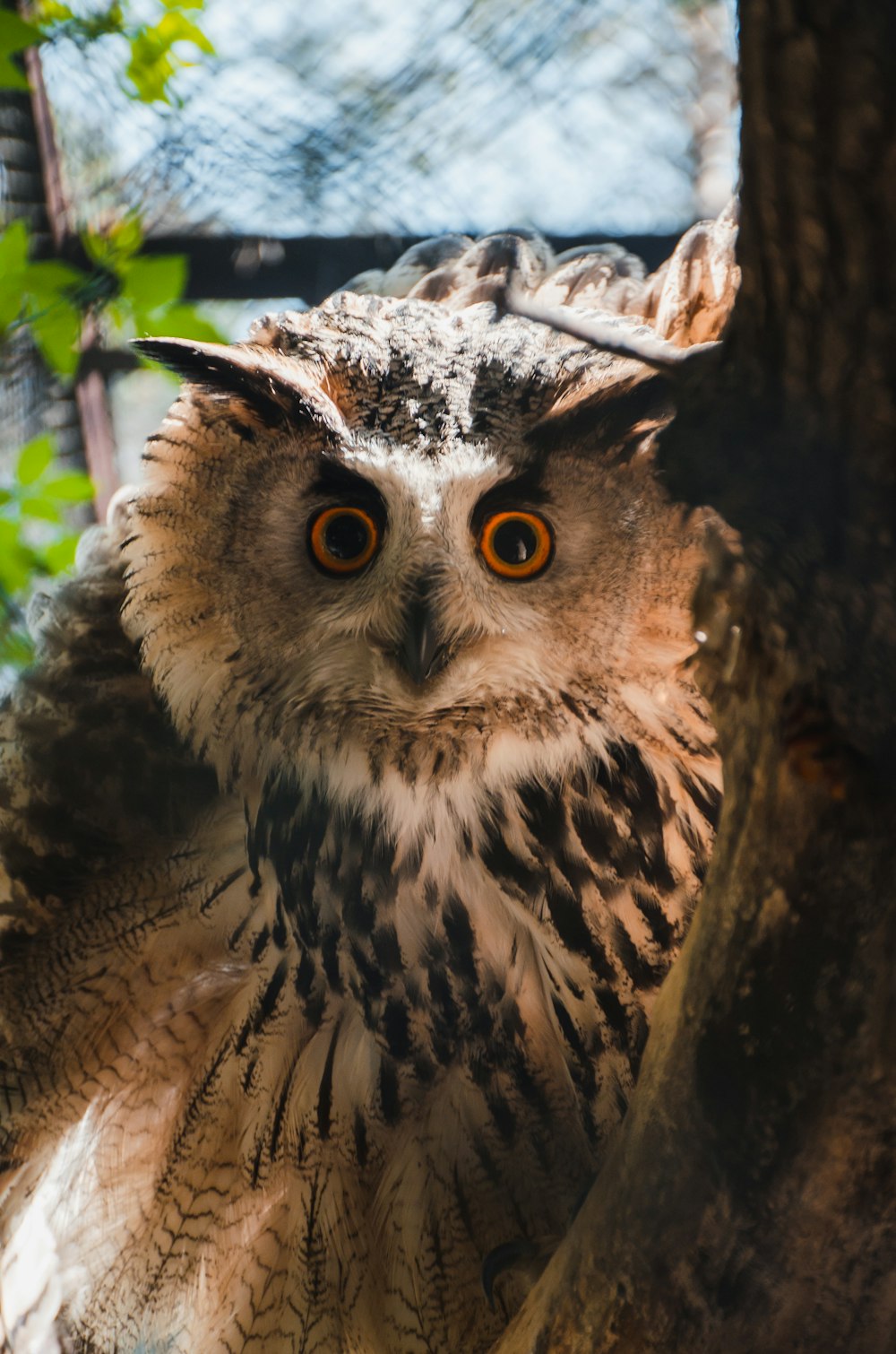 an owl sitting in a tree looking at the camera