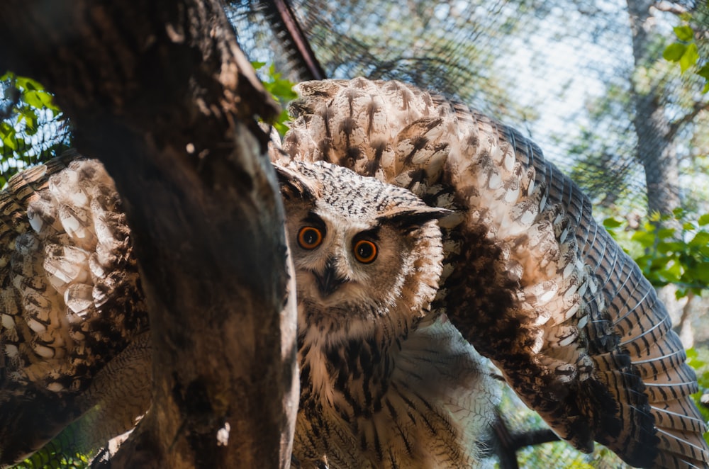 an owl is perched on a tree branch