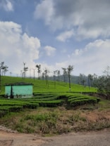 A picturesque landscape of lush green tea plantations stretching across rolling hills. The neatly pruned rows of tea bushes are interspersed with tall, slender trees. A small, mint-green building stands in the foreground, adding a touch of human presence to the natural setting. Above, the sky is a vibrant blue with soft, scattered clouds.